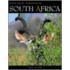 South Africa Safari