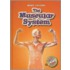 The Muscular System