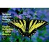 Familiar Butterflies