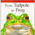 From Tadpole to Frog