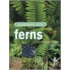 Gardening With Ferns