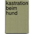 Kastration beim Hund