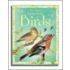 Little Book Of Birds