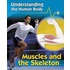 Muscles And Skeleton