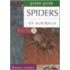 Spiders Of Australia