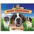 Super Saint Bernards