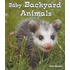 Baby Backyard Animals