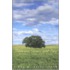 Between Grass And Sky