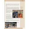 Das Pferdisch Prinzip door Christine Pohl