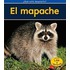 El mapache / Raccoons