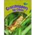 Grasshoppers Up Close