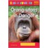 Orang-Utans In Danger