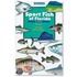 Sport Fish of Florida