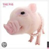 The Pig 2011 Calendar by Universe Publishing