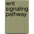 Wnt Signaling Pathway