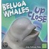 Beluga Whales Up Close