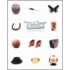 Cabinet of Curiosities