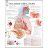 Common Cold Vs The Flu door Scientific Publishing Ltd.