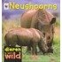 Neushoorns