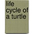 Life Cycle of A Turtle