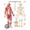 Musculoskeletal System door Scientific Publishing