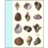 Seashells Mini Journal