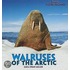 Walruses of the Arctic