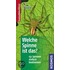 Welche Spinne ist das?