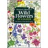 Wild Flowers By Colour