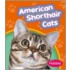 American Shorthair Cats