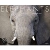Elephants 2011 Calendar by Unknown