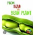 From Bean To Bean Plant