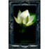 Letting the Lotus Bloom