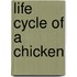 Life Cycle Of A Chicken