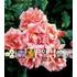 Bloemen 1001 foto's