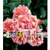 Bloemen 1001 foto's