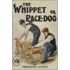 The Whippet or Race Dog