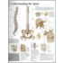 Understanding The Spine
