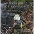 Wild Orchids in Myanmar