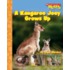 A Kangaroo Joey Grows Up