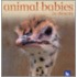 Animal Babies In Deserts