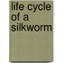 Life Cycle Of A Silkworm