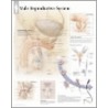 Male Reproductive System door Scientific Publishing Ltd.