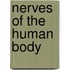 Nerves Of The Human Body