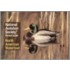 North American Waterfowl