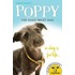 Poppy The Dogs Trust Dog