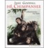 He, Chimpansee