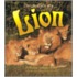 The Life Cycle Of A Lion