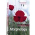 Understanding Morphology