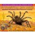 Do Tarantulas Have Teeth?